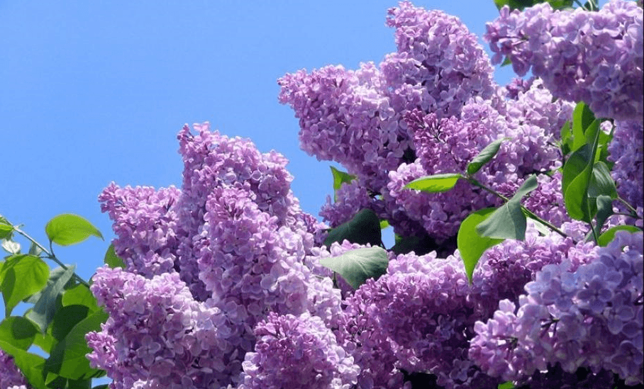 Сирень в кувшине фото