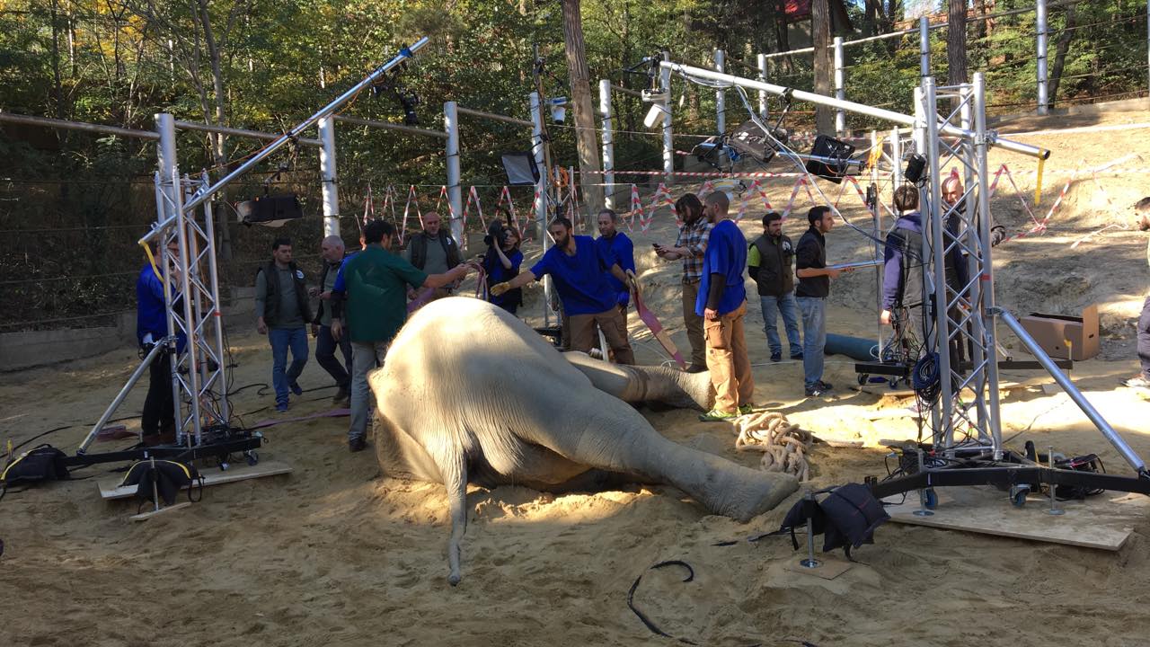 Photo of თბილისის ზოოპარკში სპილო გრანდს ეშვი ამოუღეს, ოპერაცია BBC-ს გადამღებმა ჯგუფმა ფირზე აღბეჭდა