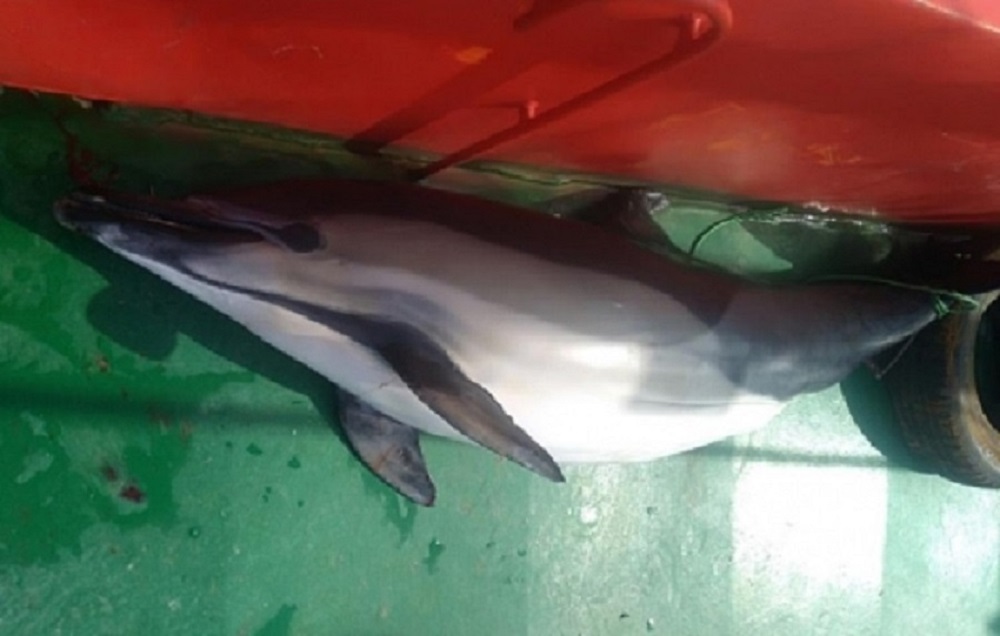 Photo of ბათუმის სანაპიროსთან დელფინის მოკვლისთვის თურქული გემის კაპიტანი 40900 ლარით დააჯარიმეს