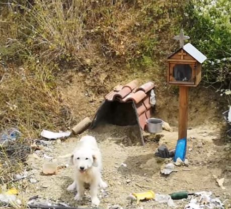 Photo of ძაღლი პატრონის გარდაცვალების ადგილს უკვე წელიწად-ნახევარია არ ტოვებს (ვიდეო)