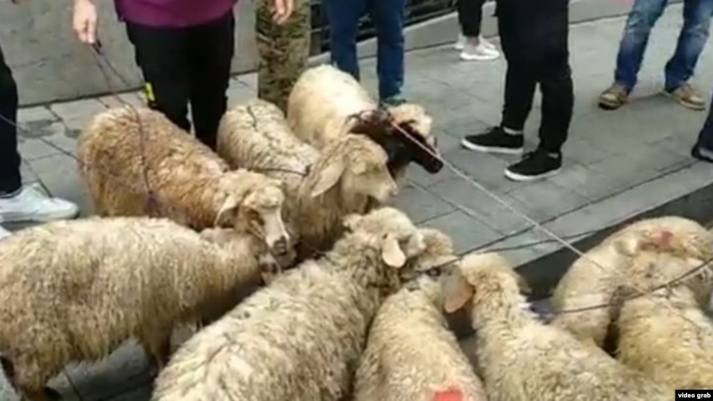 Photo of ცხრა ცხვარი, რომელმაც საზოგადოება გააცხარა