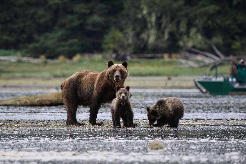 Photo of შუახევში მოქალაქეებს გზაზე დათვი და ორი ბელი შეხვდათ (ვიდეო)