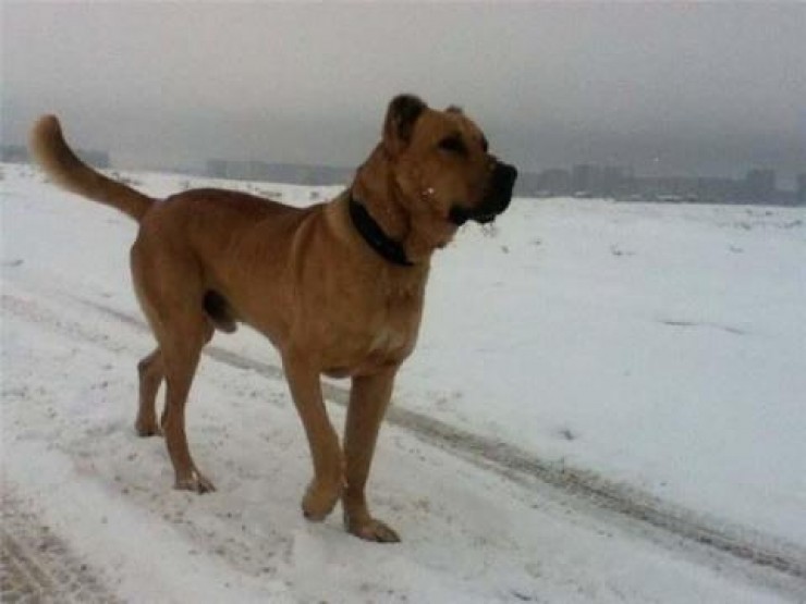Photo of როგორ იქცა ლომა „ემიგრანტად“ – თურქეთში გაჩუქებული ძაღლი გამოიპარა და საქართველოში პატრონთან დაბრუნდა