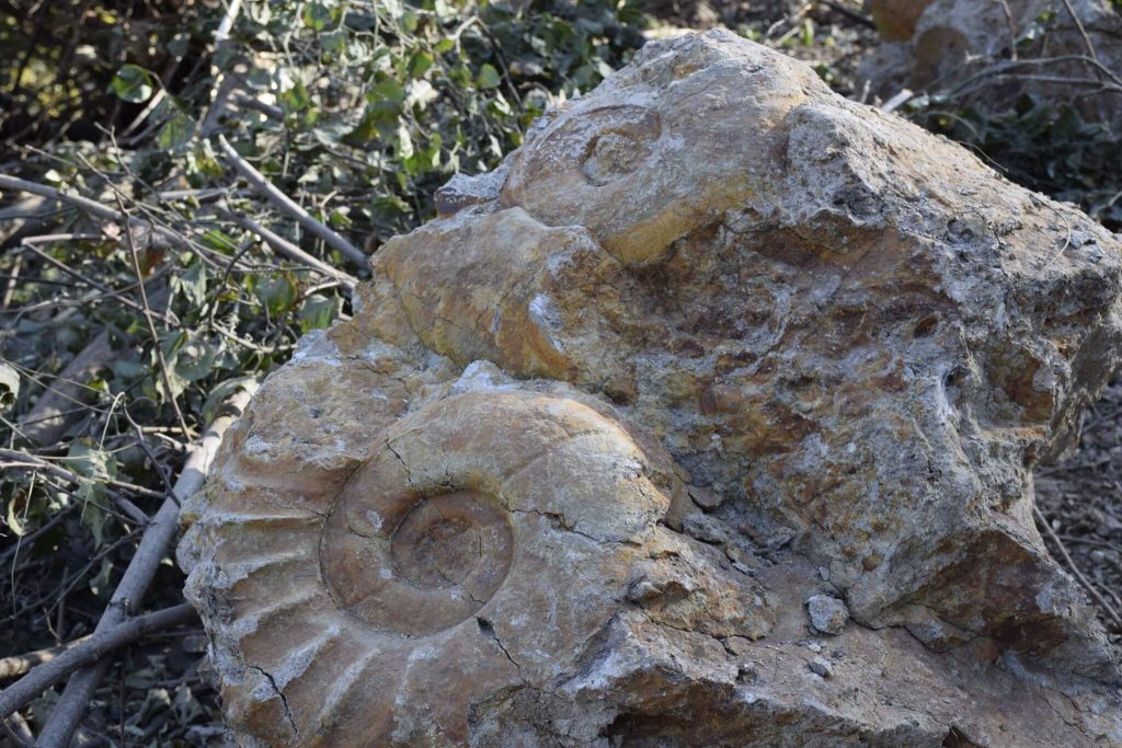 Photo of ხარაგაულში 100 მლნ წლის წინანდელი გიგანტური მოლუსკები აღმოაჩინეს