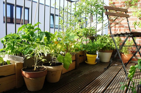 Photo of ბუნებრივი და ხელმისაწვდომი სასუქები ოთახის მცენარეებისთვის