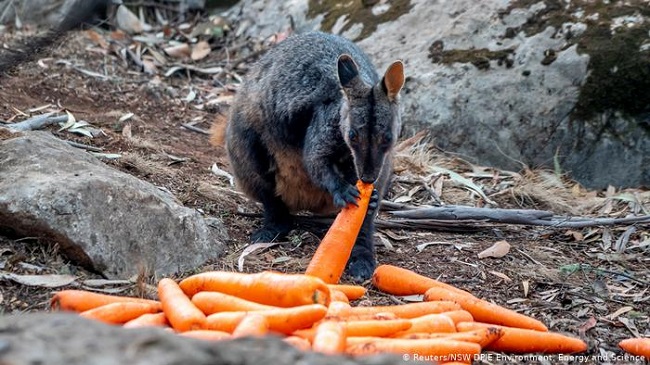 Photo of ავსტრალიაში ხანძარს გადარჩენილ ცხოველებს საკვებს ვერტმფრენებიდან უყრიან