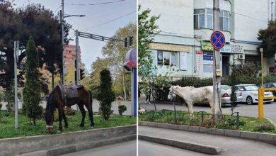 Photo of ცხენი – ბოლო დღეების პოპულარული „სატრანსპორტო საშუალება“ თბილისში