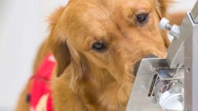 Photo of ძაღლები COVID-19-ის წინააღმდეგ: ძაღლის ყნოსვა ექიმებს დიაგნოზის დასმაში დაეხმარება (ვიდეო)
