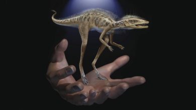 Photo of მადაგასკარზე დინოზავრების ციცქნა წინაპარი აღმოაჩინეს