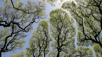 Photo of მეცნიერთა თქმით, სოციალურ დისტანცირებას ხეებიც მიმართავენ