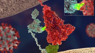 Photo of მეცნიერებმა აღმოაჩინეს მეორე „გასაღები“, რომელსაც ახალი კორონავირუსი უჯრედში შესასვლელად იყენებს