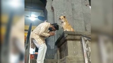 Photo of ინდოეთში ძაღლი ტაძართან ზის და მრევლს ლოცავს (ვიდეო)