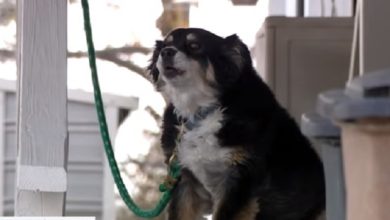 Photo of ამერიკელმა ბიზნესმენმა თავის ძაღლს ანდერძით 5 მილიონი დაუტოვა (ვიდეო)