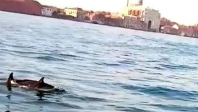 Photo of ვენეციაში, სან მარკოს მოედანთან ახლოს დელფინები გამოჩნდნენ🐬(ვიდეო)