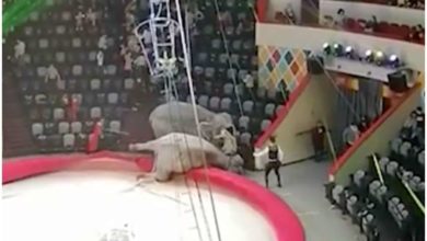 Photo of ცირკში სპილოებმა იჩხუბეს (ვიდეო)