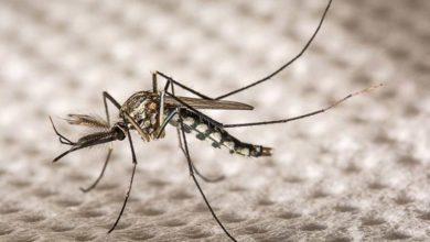 Photo of აშშ-ში გენმოდიფიცირებული კოღოები ბუნებაში პირველად გაუშვეს