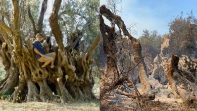 Photo of საბერძნეთი: ხანძარმა გაანადგურა 2500-წლოვანი ზეთისხილის ხე, რომელზეც ჯერ კიდევ სტრაბონი წერდა
