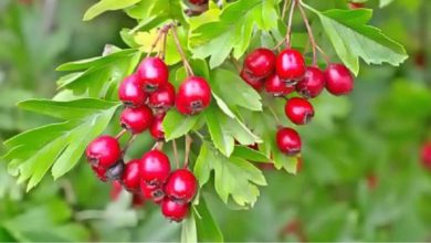 Photo of კუნელი – სამკურნალო მცენარე, რომელიც აძლიერებს გულს, ამშვიდებს ნერვებს და გვიცავს ბოროტი ენერგიისგან