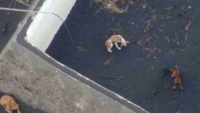 Photo of ვულკანის ამოფრქვევის გამო ესპანეთში, ლა პალმაზე დარჩენილი ძაღლების გადარჩენას დრონების დახმარებით აპირებენ