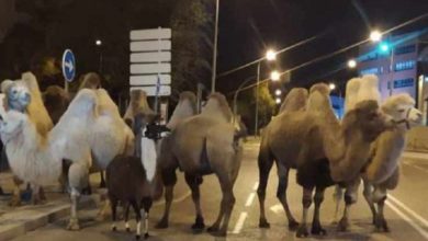 Photo of მადრიდის ქუჩებში ღამით აქლემები გამოჩნდნენ