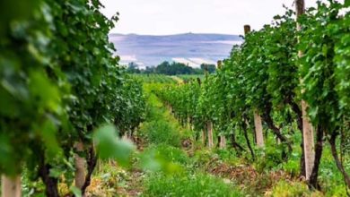 Photo of „დაივიწყეთ საფრანგეთი, იტალია და ესპანეთი – ყურძენი, რომელიც საუკეთესო ევროპული ღვინოების დასამზადებლად გამოიყენება, შესაძლოა საქართველოდან იყოს“ – Daily Mail