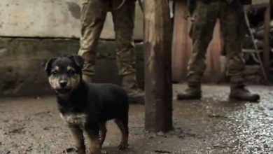 Photo of რემბო – მაწანწალა ლეკვი, რომელიც უკრაინელ ჯარისკაცებს „იცავს“ (ვიდეო)