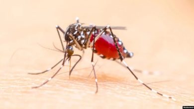 Photo of «Ξου ξου»: კოღოებისა და ტარაკნების წინააღმდეგ 26 წლის ბერძენმა მობილური დანართი შექმნა – უფასო და ეფექტიანი