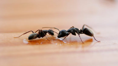 Photo of ჭიანჭველებს შეუძლიათ სწრაფი, იაფი და ეფექტიანი გზით ამოიცნონ სიმსივნე ადამიანის ორგანიზმში – ახალი კვლევა