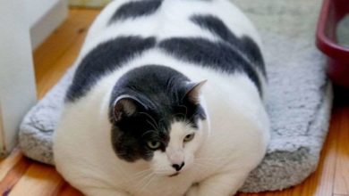 Photo of მსოფლიოში ყველაზე მსუქანი კატა დიეტაზე დასვეს