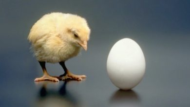Photo of მეცნიერებმა იპოვეს პასუხი კითხვაზე: რა იყო პირველი – ქათამი თუ კვერცხი?