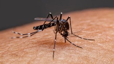 Photo of რამდენად ეფექტიანია კოღოების მოსაგერიებელი ხალხში გავრცელებული მეთოდები – მეცნიერთა პასუხი