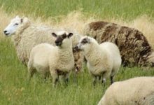 Photo of საბერძნეთში ცხვრის ფარამ კანაფის პლანტაცია მოძოვა – შემთხვევის შესახებ მწყემსი ჰყვება