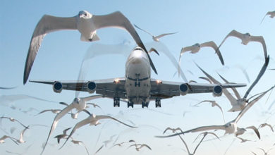 Photo of ფრინველები და მწერები ავიაციას „უტევენ“ (ვიდეო)