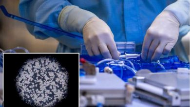 Photo of მეცნიერებმა სიმსივნური უჯრედების თვითგანადგურების გზას მიაგნეს – დიდი გარღვევა კიბოს წინააღმდეგ ბრძოლაში