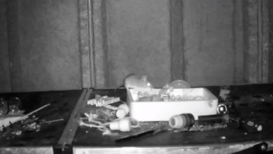Photo of დაუჯერებელი ვიდეო – შრომისმოყვარე თაგვი 2 თვეა ფარდულს ალაგებს