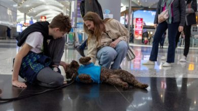 Photo of სტამბოლის აეროპორტში ძაღლი-თერაპევტები გამოჩნდნენ (ვიდეო)