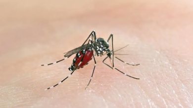 Photo of ევროპაში სწრაფად ვრცელდება დაავადებები, რომლებიც კოღოებს გადააქვთ
