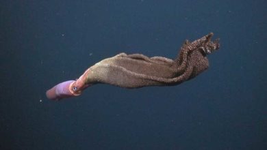Photo of კალმარების დედობრივი თავგანწირვა – როგორ დაატარებს დედა კალმარი ათასობით კვერცხს (ვიდეო)