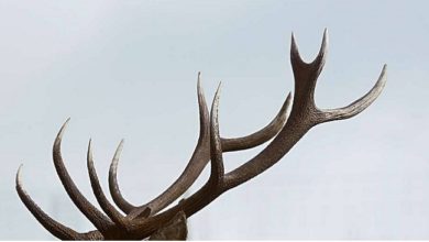 Photo of ღალატის „ფასი“ – როგორ გაჩნდა გამოთქმა „რქები დაადგეს“?