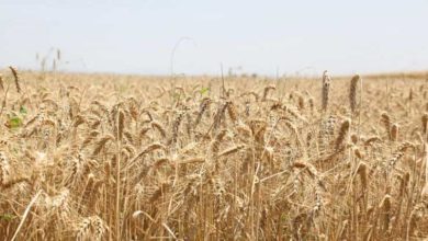 Photo of იუნესკომ „ქართული ხორბლის კულტურა: ტრადიციები და რიტუალები“ კაცობრიობის არამატერიალური კულტურული მემკვიდრეობის ნუსხაში შეიტანა