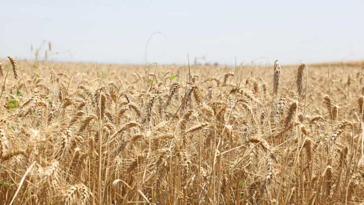 იუნესკომ „ქართული ხორბლის კულტურა: ტრადიციები და რიტუალები“ კაცობრიობის არამატერიალური კულტურული მემკვიდრეობის ნუსხაში შეიტანა