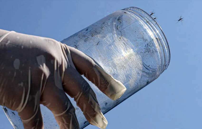 აზიური ვეფხვისებრი კოღო Aedes albopictus ბარსელონის ექსპერიმენტში